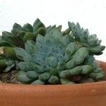 Sedum pachyphyllum 形态