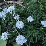 Iberis ciliata Fula