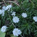 Iberis ciliata Flower