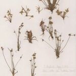 Juncus capitatus Hábito