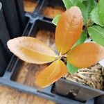 Quercus phillyreoides Yaprak