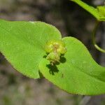 Euphorbia dulcis പുഷ്പം