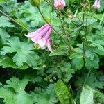 Aquilegia nigricans Квітка