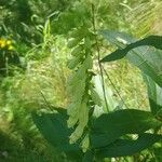 Digitalis luteaFlower