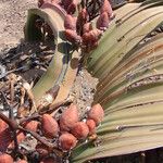 Welwitschia mirabilis Kwiat