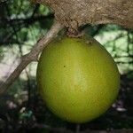 Crescentia alata Fruto