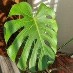 Monstera deliciosa Leaf