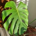 Monstera deliciosa Frunză