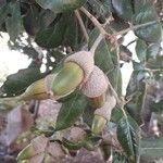 Quercus ilex Blad