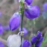 Polygala microphylla Fiore