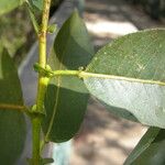 Salix lutea Yaprak