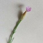 Petrorhagia prolifera Flor