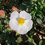 Cistus umbellatus Fleur