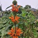 Leonotis leonurus Flower