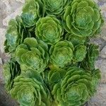 Aeonium arboreum Leaf