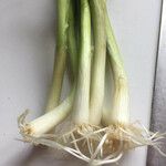 Allium fistulosum List