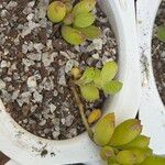 Cotyledon pendens Hoja