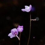 Utricularia purpurea Flor