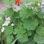 Pelargonium zonaleপাতা