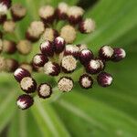 Psiadia anchusifolia Flor