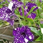 Petunia x atkinsiana പുഷ്പം