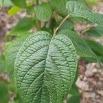 Cornus rugosa Foglia