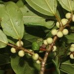 Ficus colubrinae Plod