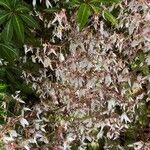 Saxifraga stolonifera Blomst