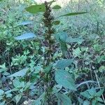 Acalypha virginicaFlower