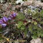 Oxytropis jacquinii Hábito