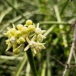 Cynanchum acidum Flor