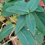 Lonicera acuminata Foglia