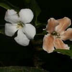 Bourreria costaricensis 花