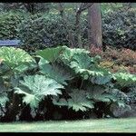 Gunnera tinctoria Blatt