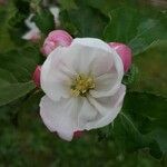 Malus domesticaFlower