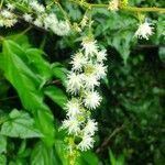Boehmeria japonica Fiore