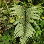 Athyrium niponicum Vekstform