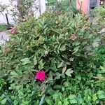 Paeonia × suffruticosa Habit