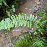 Hymenasplenium obscurum Levél