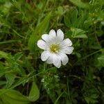 Cerastium arvense Flor