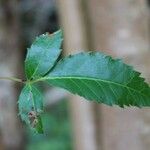 Schinus terebinthifolius Leaf