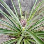 Ananas comosusFruitua