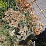 Achillea ligustica Fiore