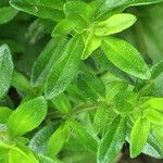 Thymus longicaulis 葉