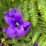 Campanula alpestrisBlodyn