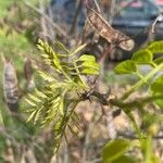 Dalbergia melanoxylon Leaf