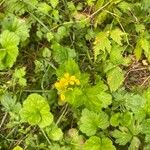 Geum macrophyllumফুল