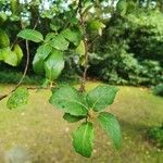Quercus suber Leaf