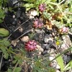 Platycapnos spicata Λουλούδι