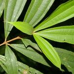 Miconia chrysophylla Лист